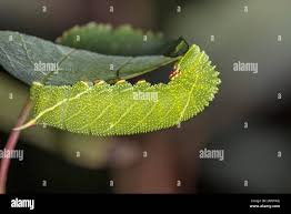 Attēlu rezultāti vaicājumam “Laothoe populi larva”