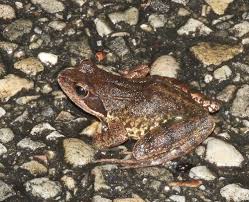 Attēlu rezultāti vaicājumam “Ranidae”