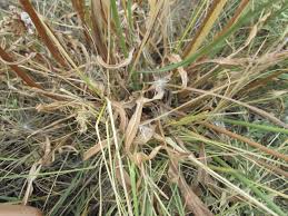 Image result for Agoseris major