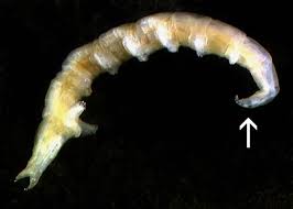 Attēlu rezultāti vaicājumam “Muscidae”