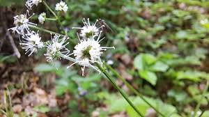 Attēlu rezultāti vaicājumam “Sanicula europaea bud”