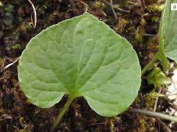 Attēlu rezultāti vaicājumam “Viola epipsila”