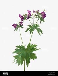 Attēlu rezultāti vaicājumam “Geranium sylvaticum”
