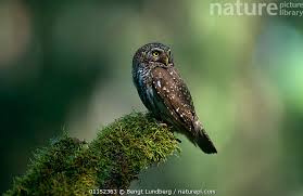 Attēlu rezultāti vaicājumam “Glaucidium passerinum”