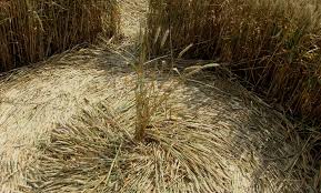 Image result for crop circles