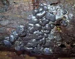 Attēlu rezultāti vaicājumam “Dianema depressum”