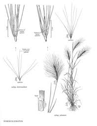 Attēlu rezultāti vaicājumam “Hordeum jubatum”