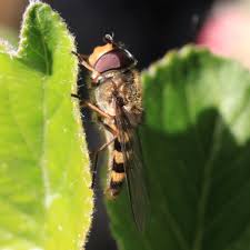 Attēlu rezultāti vaicājumam “Syrphus torvus”