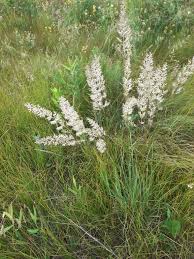 Attēlu rezultāti vaicājumam “Koeleria glauca flower”