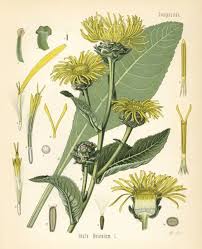 Image result for Inula helenium