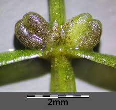 Attēlu rezultāti vaicājumam “Callitriche hermaphroditica”