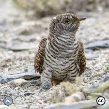 Attēlu rezultāti vaicājumam “Cuculus canorus juvenile”
