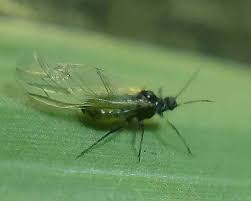 Attēlu rezultāti vaicājumam “Rhopalosiphum oxyacanthae”