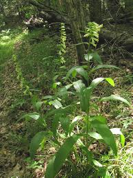 Image result for Digitalis lutea