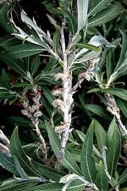 Attēlu rezultāti vaicājumam “Salix Vetrix”