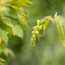 Attēlu rezultāti vaicājumam “Acer pseudoplatanus flower”