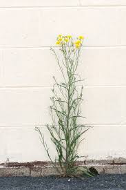 Attēlu rezultāti vaicājumam “Crepis tectorum flower”