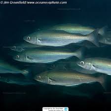 Image result for Pollachius virens