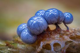 Attēlu rezultāti vaicājumam “Craterium aureonucleatum”