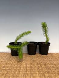 Attēlu rezultāti vaicājumam “Weissia squarrosa”