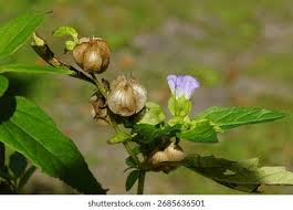 Attēlu rezultāti vaicājumam “Nicandra physalodes fruit”