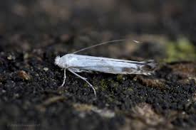 Attēlu rezultāti vaicājumam “Lyonetia clerkella”