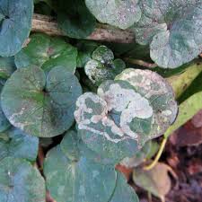 Attēlu rezultāti vaicājumam “Phytomyza ranunculi”