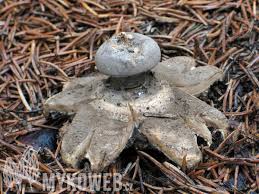 Attēlu rezultāti vaicājumam “Geastrum pectinatum”