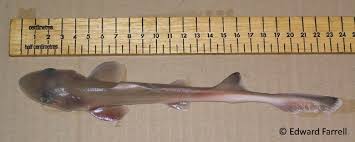 Image result for Mustelus asterias