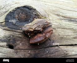 Attēlu rezultāti vaicājumam “Fomitopsis rosea”