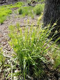 Attēlu rezultāti vaicājumam “Luzula luzuloides”