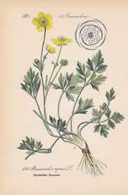 Attēlu rezultāti vaicājumam “Ranunculus repens leaf”