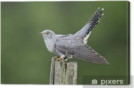 Attēlu rezultāti vaicājumam “Cuculus canorus”