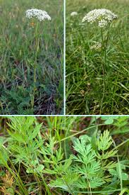 Attēlu rezultāti vaicājumam “Cnidium dubium”