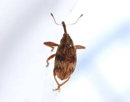 Attēlu rezultāti vaicājumam “Anthonomus phyllocola”