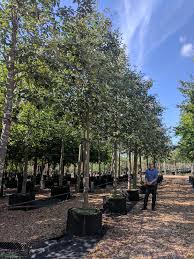 Attēlu rezultāti vaicājumam “Sorbus intermedia”