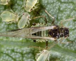 Attēlu rezultāti vaicājumam “Chaitophorus populeti”