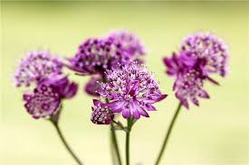 Image result for Astrantia majon `Abbey Road`