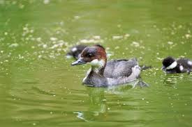 Attēlu rezultāti vaicājumam “Mergus albellus”