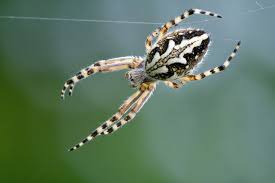 Attēlu rezultāti vaicājumam “Aculepeira ceropegia”