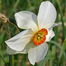 Attēlu rezultāti vaicājumam “Narcissus poeticus”