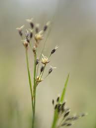 Attēlu rezultāti vaicājumam “Luzula pilosa bud”