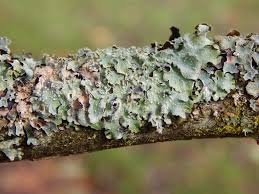 Attēlu rezultāti vaicājumam “Flavoparmelia caperata”