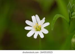 Attēlu rezultāti vaicājumam “Stellaria holostea flower”