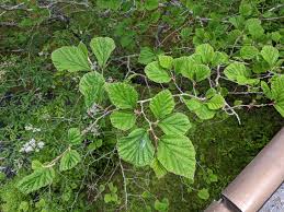 Attēlu rezultāti vaicājumam “Hamamelis japonica leaf”