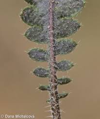 Attēlu rezultāti vaicājumam “Cardaminopsis arenosa leaf”