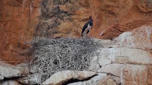 Attēlu rezultāti vaicājumam “Ciconia nigra nest”