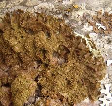 Attēlu rezultāti vaicājumam “Melanohalea exasperata”