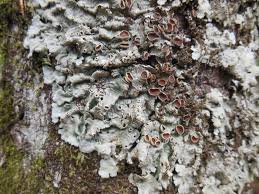 Attēlu rezultāti vaicājumam “Lobaria amplissima”