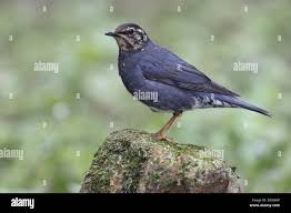 Image result for Zoothera sibirica